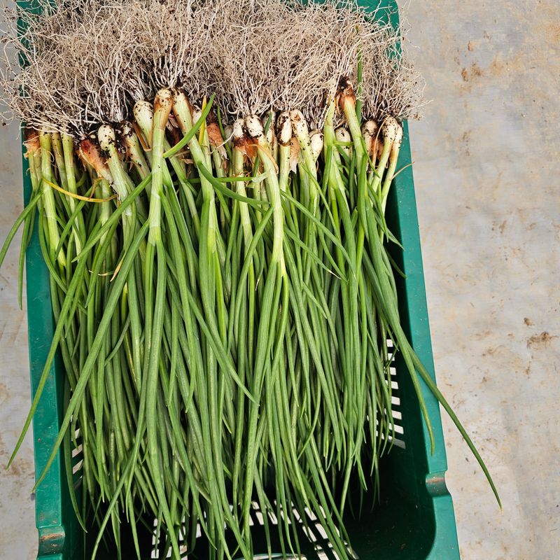 장터 상품 [부드러운 흙쪽파 1kg단위] 썸네일