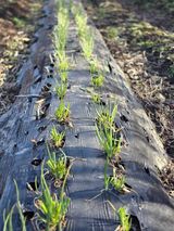 팜모닝 자유주제·자유게시판 게시글 이미지