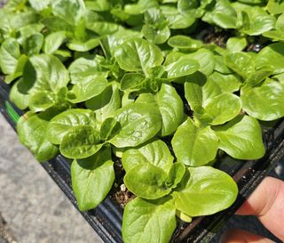 한농농약종묘사님의 작성글 사진