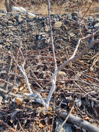 김용대님의 자유주제 · 자유게시판 작성글 사진