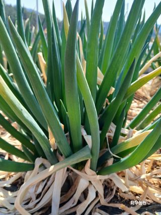 화우농원님의 자유주제 · 자유게시판 작성글 사진