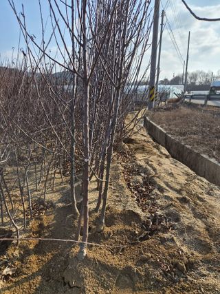 일심묘목농원님의 자유주제 · 자유게시판 작성글 사진