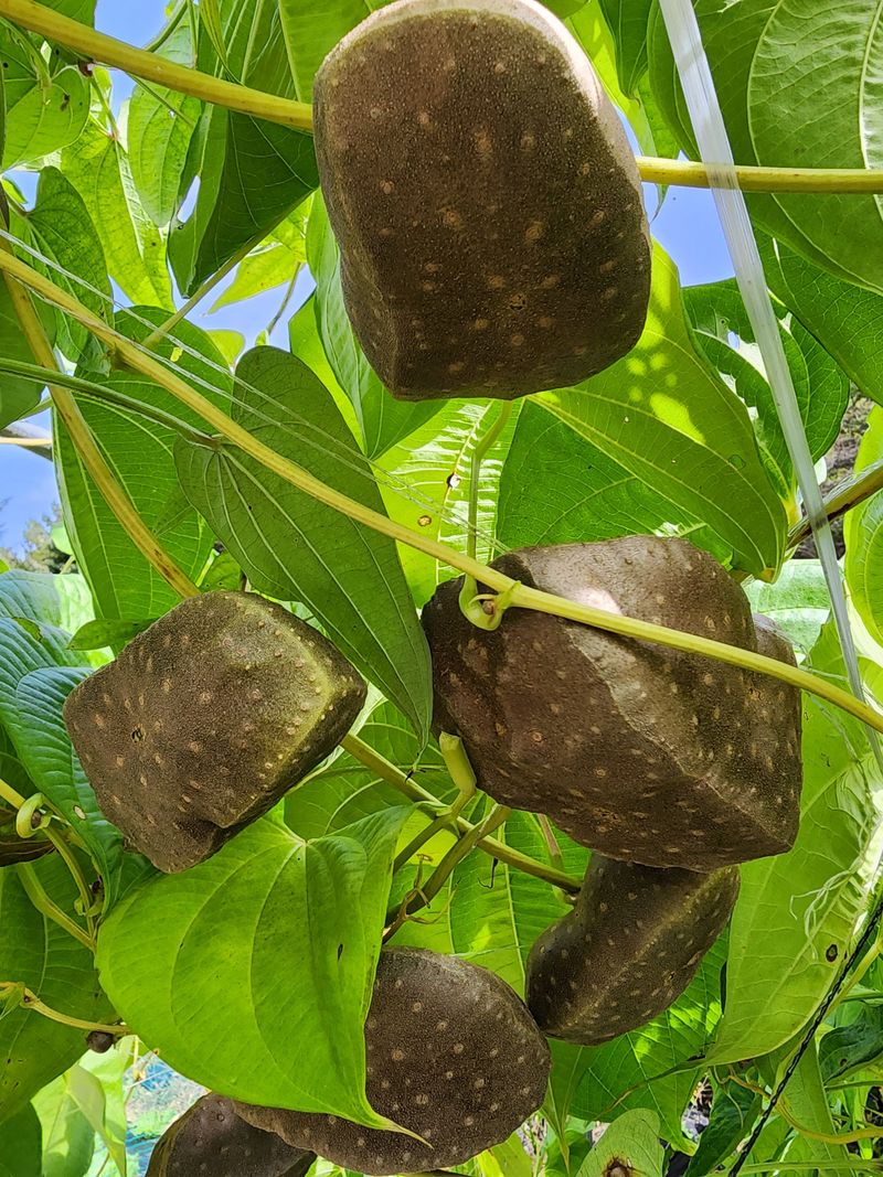 매기소골농장님의 장터 판매 상품 [열매마 종자용 5kg] 첨부 사진