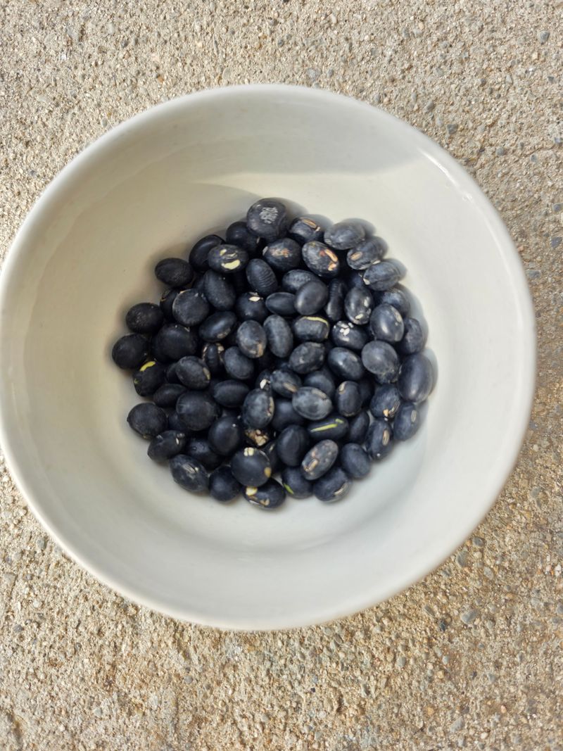 서외성님의 장터 판매 상품 [귀족서리태 종자용도 5KG 6만원] 첨부 사진