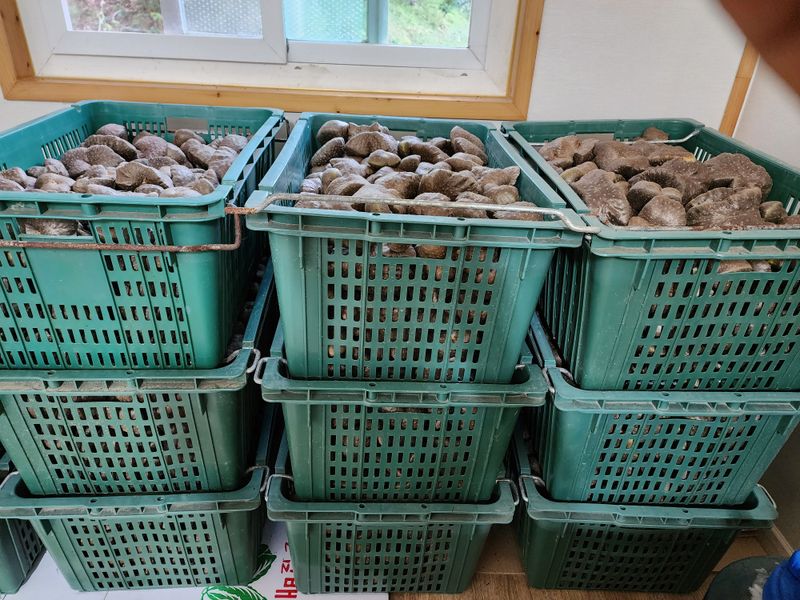 매기소골농장님의 장터 판매 상품 [열매마 종자용 5kg] 첨부 사진