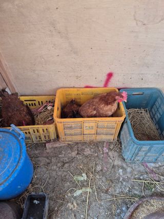 귤19190님의 작성글 사진