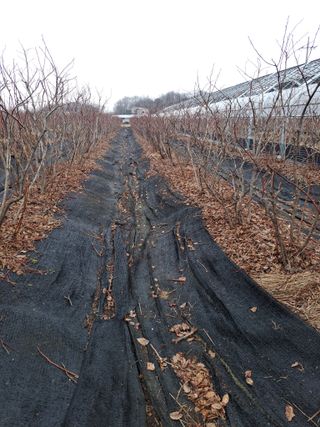 이재국님의 블루베리 · 자유게시판 작성글 사진