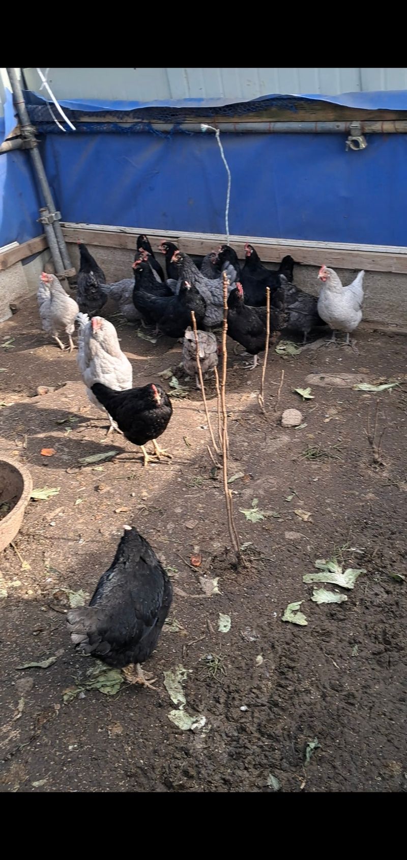 장터 상품 [청계닭 ] 썸네일