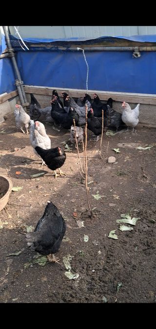 김영복님의 작성글 사진