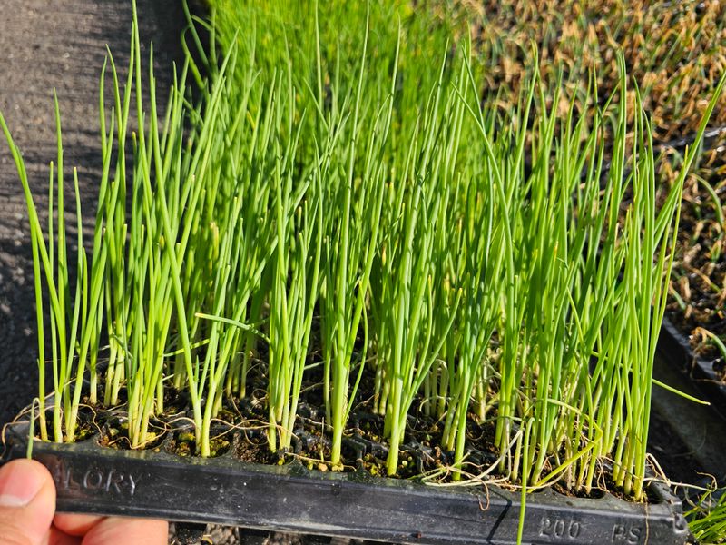 한농농약종묘사님의 장터 판매 상품 [[대파모종] 흑엽장열 200구 고급품종] 첨부 사진