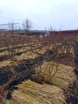 이재국님의 블루베리·자유게시판 작성글 사진