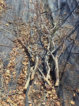 이재국님의 블루베리 · 자유게시판 작성글 사진