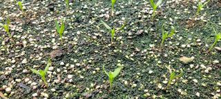 잿뜰님의 농사, 무엇이든 물어보세요! · 참여글 작성글 사진