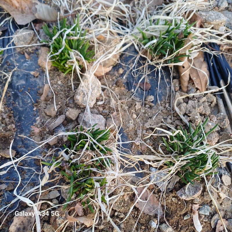 삼성농산님의 장터 판매 상품 [달래파.영양부추 모종판매합니다] 첨부 사진