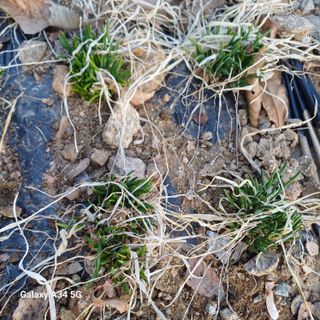 삼성농산님의 작성글 사진