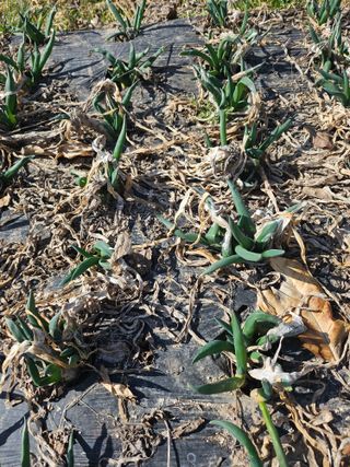 김제일주농장님의 자유주제 · 자유게시판 작성글 사진