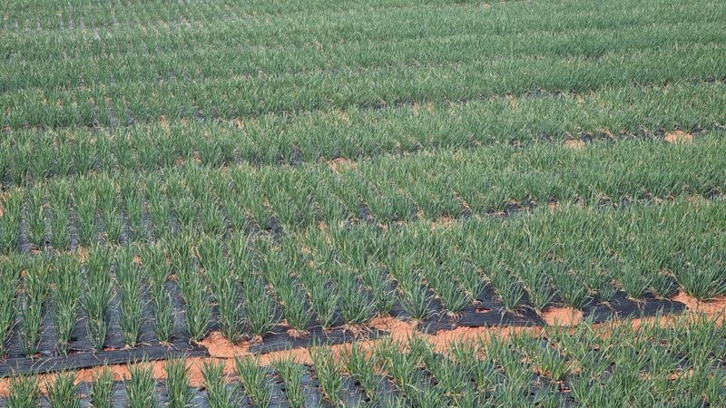 윤상연님의 장터 판매 상품 [쪽파종구30키로기준] 첨부 사진