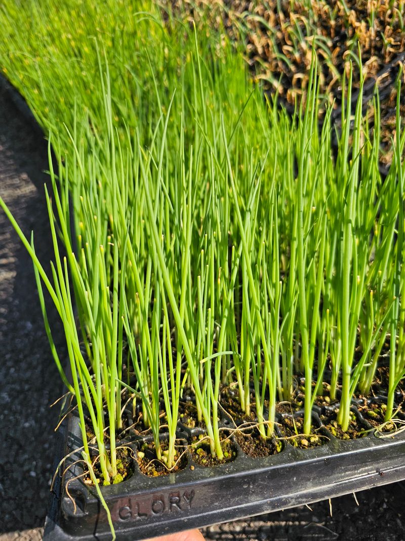 장터 상품 [[대파모종] 흑엽장열 200구 고급품종] 썸네일