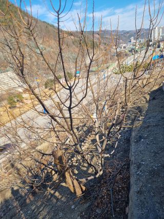 김용대님의 자유주제 · 자유게시판 작성글 사진