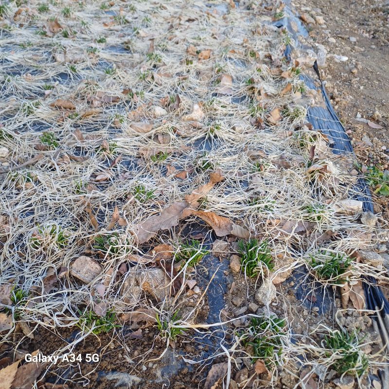 삼성농산님의 장터 판매 상품 [달래파.영양부추 모종판매합니다] 첨부 사진