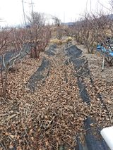 팜모닝 블루베리·자유게시판 게시글 이미지