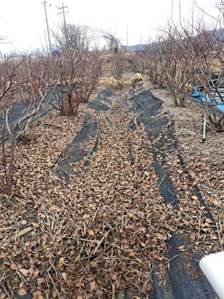 이재국님의 블루베리·자유게시판 작성글 사진