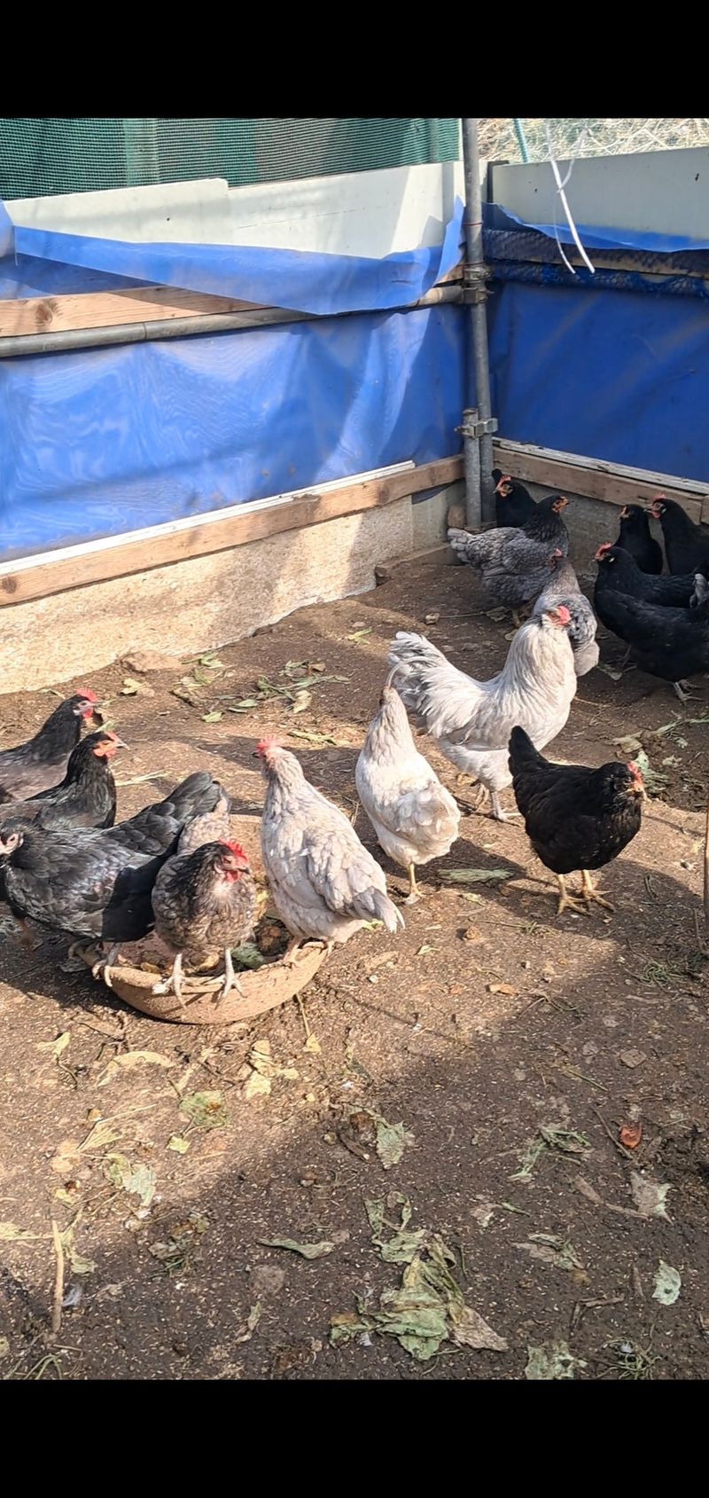 김영복님의 장터 판매 상품 [청계닭 ] 첨부 사진