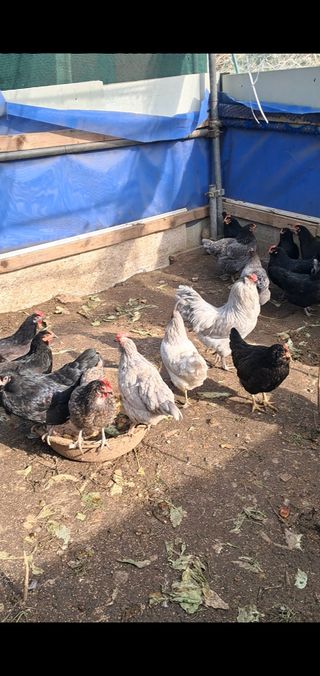 김영복님의 작성글 사진