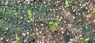 잿뜰님의 농사, 무엇이든 물어보세요! · 참여글 작성글 사진