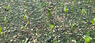 잿뜰님의 농사, 무엇이든 물어보세요! · 참여글 작성글 사진