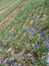 팜모닝 · 게시글 이미지