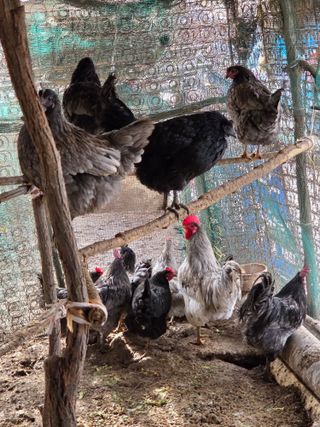 무형교회목사 안영진님의 작성글 사진