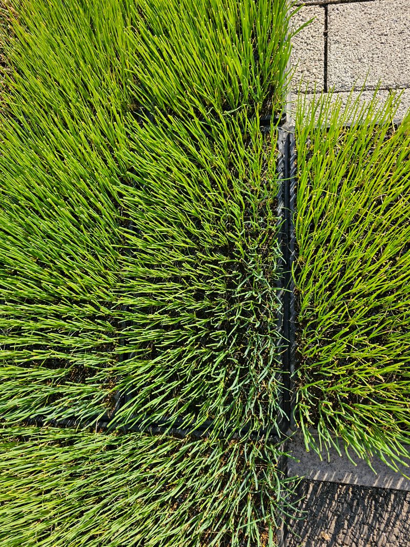 한농농약종묘사님의 장터 판매 상품 [[대파모종] 흑엽장열 200구 고급품종] 첨부 사진