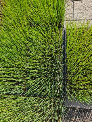 한농농약종묘사님의 작성글 사진