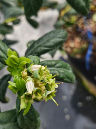 제주 지안이네농장님의 자유주제 · 자유게시판 작성글 사진