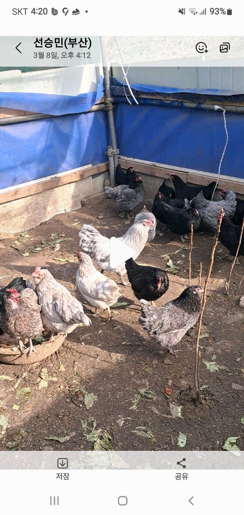 김영복님의 장터 판매 상품 [청계닭 ] 첨부 사진