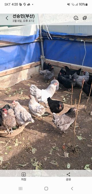 김영복님의 작성글 사진