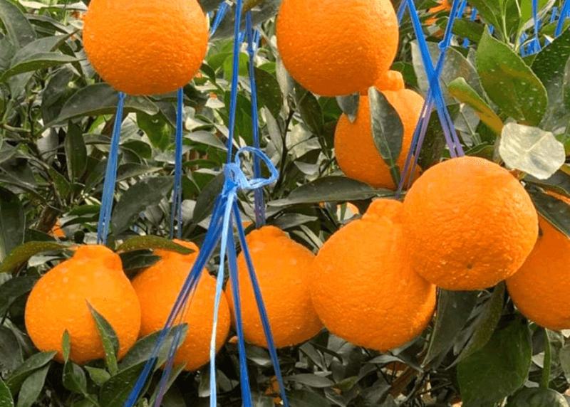 스피드번님의 장터 판매 상품 [특가 정품 천혜향/한라봉 ] 첨부 사진