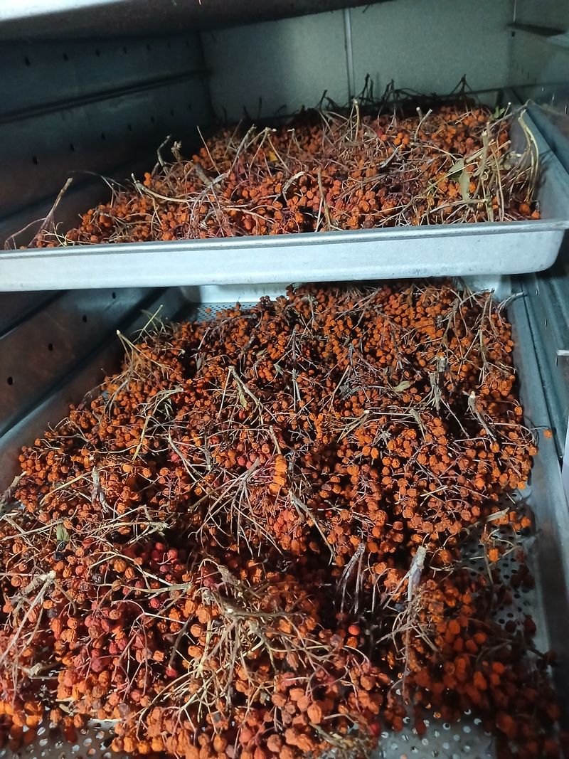 박수연님의 장터 판매 상품 [마가목열매1kg] 첨부 사진