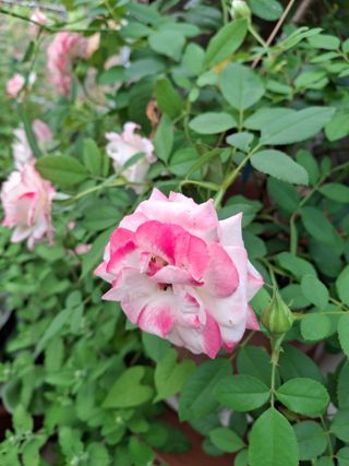 신여사님의 자유주제 · 자유게시판 작성글 사진