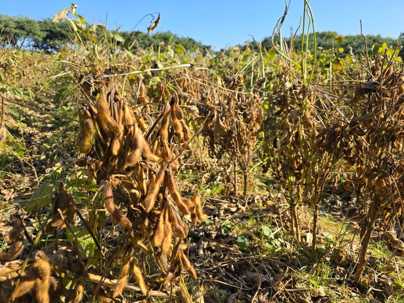 정진명님의 장터 판매 상품 [새바람 서리태 1kg] 첨부 사진