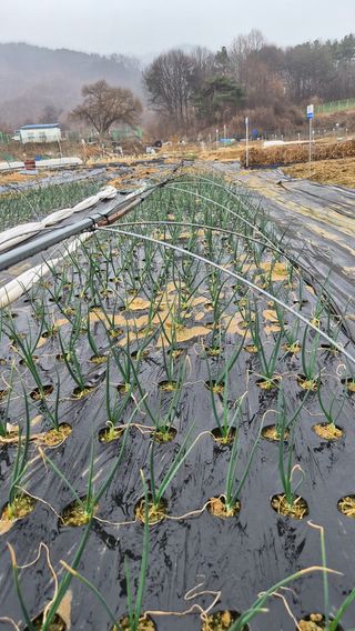 텃밭농부님의 자유주제 · 자유게시판 작성글 사진