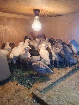 김영복님의 작성글 사진