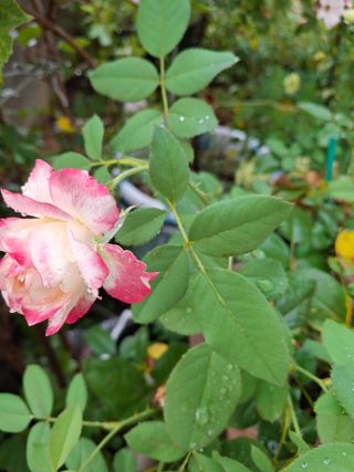 신여사님의 자유주제 · 자유게시판 작성글 사진