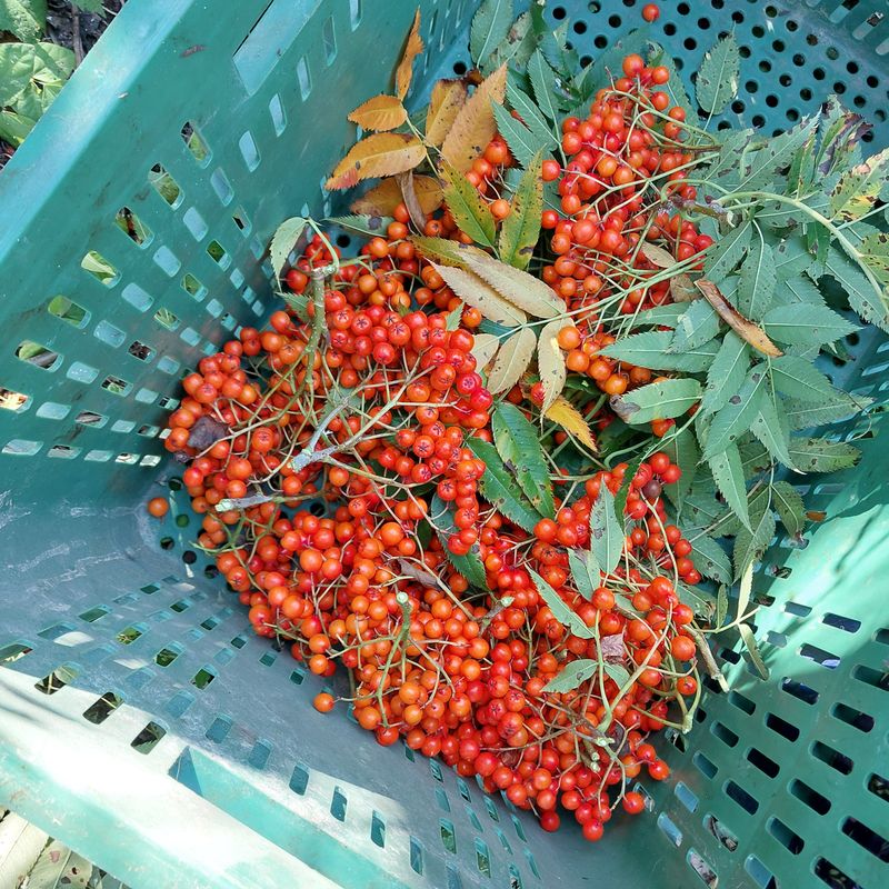 박수연님의 장터 판매 상품 [마가목열매1kg] 첨부 사진