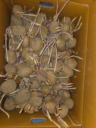 텃밭입문님의 농사, 무엇이든 물어보세요!·참여글 작성글 사진