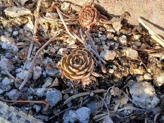 화우농원님의 자유주제 · 자유게시판 작성글 사진