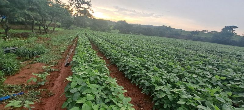 정진명님의 장터 판매 상품 [새바람 서리태 1kg] 첨부 사진
