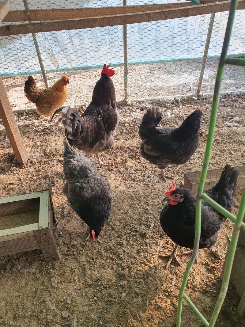 김영복님의 장터 판매 상품 [햇병아리] 첨부 사진