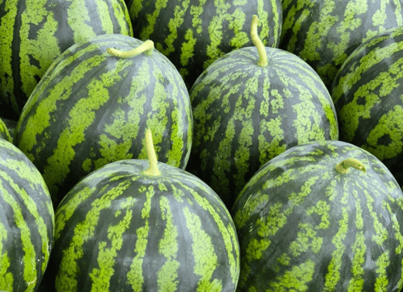 스피드번님의 장터 판매 상품 [하우스 수박] 첨부 사진